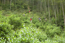 Load image into Gallery viewer, "100 Years + Old Cong Narcissus"100+百年老枞水仙