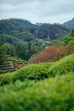 Load image into Gallery viewer, The first batch of national intangible cultural heritage Wuyi rock tea (Dahongpao) production skills inheritor: "Special Grade Handmade Ma Tou Yan Rou Gui" by Mr. Wang Guoxing: