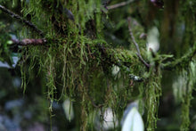 Load image into Gallery viewer, Limited Time Event: Buy 1 Get 1 Free. 2020 Ecological Gao Cong Shui Xian(高枞水仙)