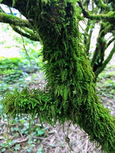 Load image into Gallery viewer, Wu San Di Shui Xian 吴三地水仙