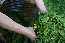 Load image into Gallery viewer, 2022 Daxueshan Ancient Tree Tea/Puer Sheng Tea