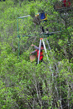 Load image into Gallery viewer, Peach Kernel Aroma Fenghuang Dancong Oolong/凤凰单丛桃仁香