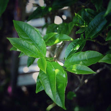 Load image into Gallery viewer, 2021 Lao Cong Man Tang Xiang