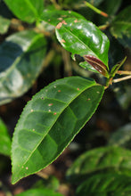 Load image into Gallery viewer, 2021 Wuyi Rock Tea Bergamot (Sydney)佛手/雪梨