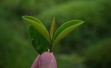 Load image into Gallery viewer, Shi Ru (Rock Milk)石乳