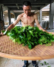 Load image into Gallery viewer, Limited Time Event: Buy 1 Get 1 Free. 2020 Ecological Gao Cong Shui Xian(高枞水仙)