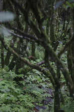 Load image into Gallery viewer, Tong Muguan "Gu Wang Keng" Lao Cong black tea / tree age 160 years old.