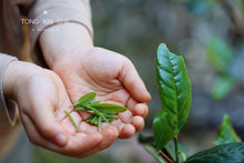 Load image into Gallery viewer, "Fei Zi Xiao" black tea from Tongmuguan in Wuyishan, Fujian