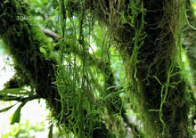 Load image into Gallery viewer, Tong Mu Guan Lao Cong Hong Cha 2021