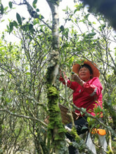 Load image into Gallery viewer, Phoenix Single Cong: Lao Cong Duck Feces Fragrance "Silver Flower Fragrance"