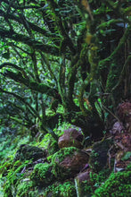 Load image into Gallery viewer, Hui Yuan Keng Gu Jing Lao Cong /忆崇安