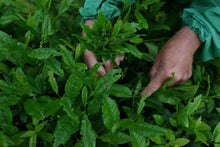 Load image into Gallery viewer, Zheng Yan Lotus Peak "Ruixiang"