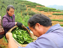 Load image into Gallery viewer, Limited Time Event: Buy 1 Get 1 Free. 2020 Ecological Gao Cong Shui Xian(高枞水仙)