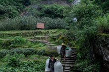 Load image into Gallery viewer, Dolomite Floral Shui Xian/白云岩花香水仙