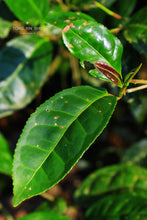 Load image into Gallery viewer, 2021 Wuyi Rock Tea Bergamot (Sydney)佛手/雪梨