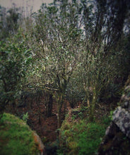 Load image into Gallery viewer, 2021 Lao Cong Man Tang Xiang