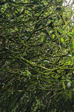 Load image into Gallery viewer, 2016 Hui Yuan Keng Lao Cong Shui Xian