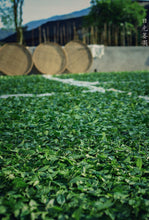 Load image into Gallery viewer, small horsemeat(Ma Zai Keng Rou Gui)小马肉