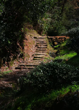 Load image into Gallery viewer, Bulguk Rock Rou Gui/佛国岩肉桂