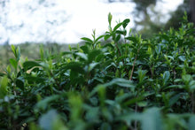 Load image into Gallery viewer, Heaven's Waist - 半天腰(Ban Tian Yao)50g