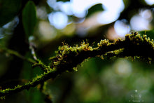 Load image into Gallery viewer, Old tree Rou Gui (Limited sale)