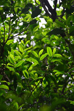 Load image into Gallery viewer, “Lao Cong Zhi Lan Xiang” Phoenix dancong oolong/老枞芝兰香