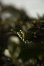 Load image into Gallery viewer, 2021 Pekoe Silver Needle Cookies/Gift Box