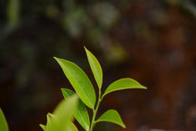 Load image into Gallery viewer, “SNOW FLAKES”Phoenix dancong oolong/“雪片”