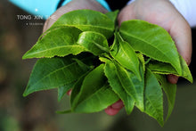 Load image into Gallery viewer, Puer Sheng Tea, an Old village in Iceland, is 780 years old