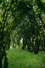Load image into Gallery viewer, The first batch of national intangible cultural heritage Wuyi rock tea (Dahongpao) production skills inheritor: "Special Grade Handmade Ma Tou Yan Rou Gui" by Mr. Wang Guoxing: