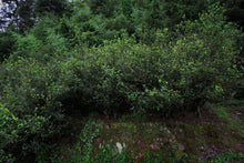 Load image into Gallery viewer, Old tree Rou Gui (Limited sale)