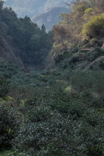 Load image into Gallery viewer, 2016 Hui Yuan Keng Lao Cong Shui Xian