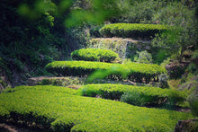 Load image into Gallery viewer, Da Wang Feng Rou Gui/大王峰肉桂