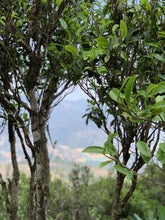 Load image into Gallery viewer, Phoenix Single Cong: Lao Cong Duck Feces Fragrance "Silver Flower Fragrance"