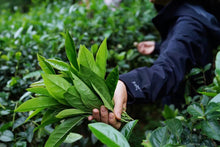 Load image into Gallery viewer, "The Cup of China"|Gold Award Shui Xian金奖水仙