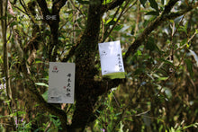 Load image into Gallery viewer, Wuyi Mountain Rock Tea: purebred dahongpao(母本大红袍)