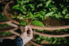 Load image into Gallery viewer, Wuyi Mountain Wilderness Rou Gui/“鹤鸣”