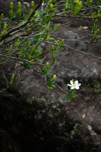 Load image into Gallery viewer, Fujian Wuyi Mountain Tongmuguan wild black tea