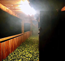 Load image into Gallery viewer, Tong Mu Guan Lao Cong Hong Cha 2021