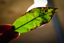 Load image into Gallery viewer, 2002 Shui Lian Dong Rou Gui