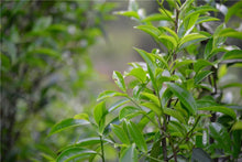 Load image into Gallery viewer, “Lao Cong Ye Lai Xiang” Phoenix dancong oolong/老枞夜来香