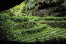 Load image into Gallery viewer, 2021 Peach Fragrance Da Hong Pao ( 桃香大红袍 )