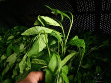 Load image into Gallery viewer, Wuyi Mountain Rock Tea: Bei Dou(北斗)50g