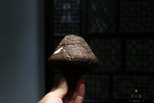 Load image into Gallery viewer, 1996 Puer Sheng tea mushroom tuo tea
