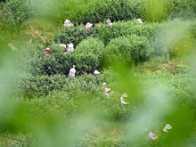 Load image into Gallery viewer, "100 Years + Old Cong Narcissus"100+百年老枞水仙