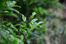 Load image into Gallery viewer, “Lao Cong Ye Lai Xiang” Phoenix dancong oolong/老枞夜来香