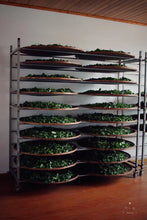 Load image into Gallery viewer, 2022 Niu Lan Valley Rou Gui