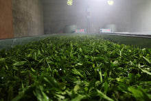 Load image into Gallery viewer, 2020 Smoked Lao Cong Lapsang Souchong