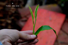 Load image into Gallery viewer, Pazhen Dragon Pearl (Raw Pu-erh Tea)