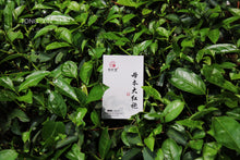 Load image into Gallery viewer, Wuyi Mountain Rock Tea: purebred dahongpao(母本大红袍)
